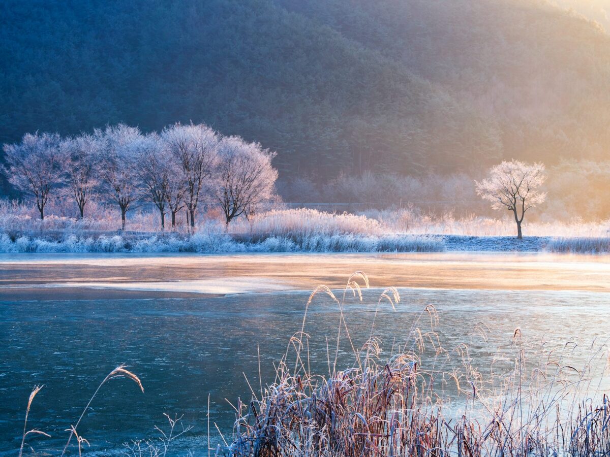 Warming winters are disrupting the hidden world of fungi – the result can shift mountain grasslands to scrub