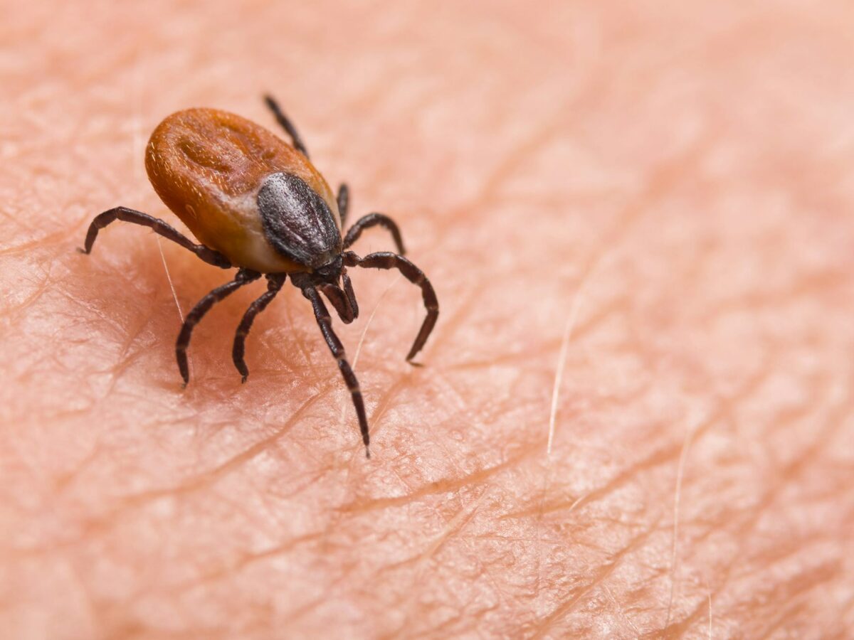 Ticks are the backyard threat southwestern Pennsylvania homeowners keep ignoring