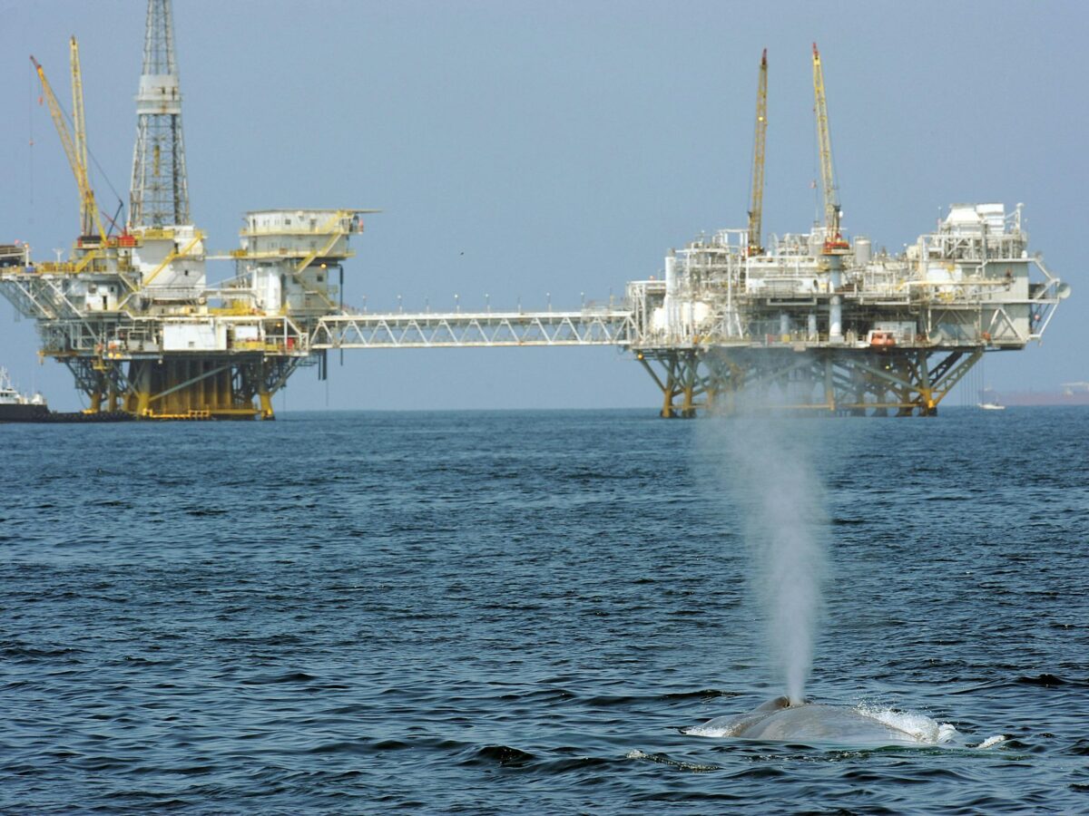 Trump’s ‘God Squad’ pits energy vs. endangered species, but it’s a false choice – protecting wildlife can be good for business